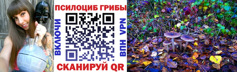 Псилоцибиновые грибы Psilocybine cubensis  Бологое 